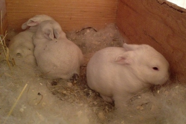 New bunnies